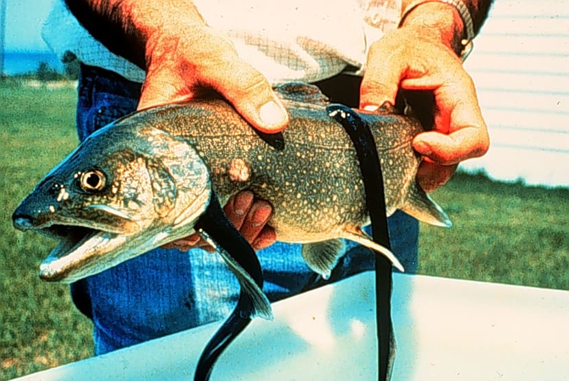 Fish with 2 sea lampreys attached | Fish with two sea lampre… | Flickr