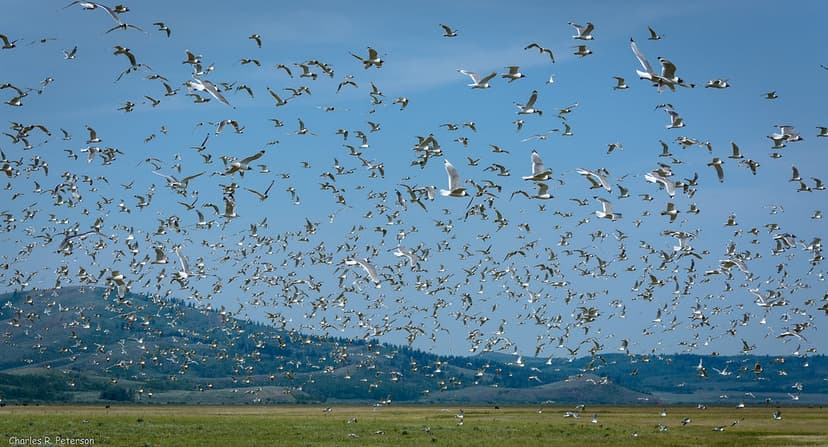Franklin's Gulls - Idaho | Leucophaeus pipixcan, Family Lari… | Flickr