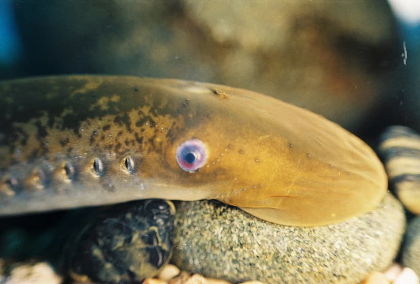 Sea Lamprey | Sea lamprey (Petromyzon marinus). Credit: T. L… | Flickr