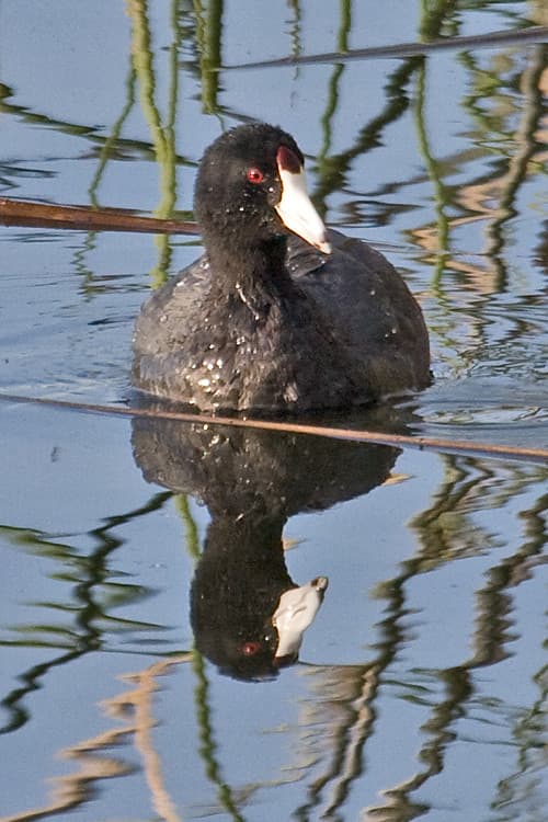046127-IMG_5279 American Coot (Fulica americana) | Tony Morris ...