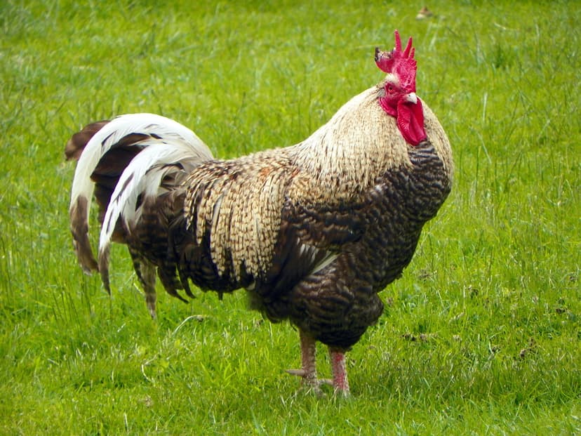 GOC Barley 086: A big cock! | A cock, cockerell, rooster or … | Flickr