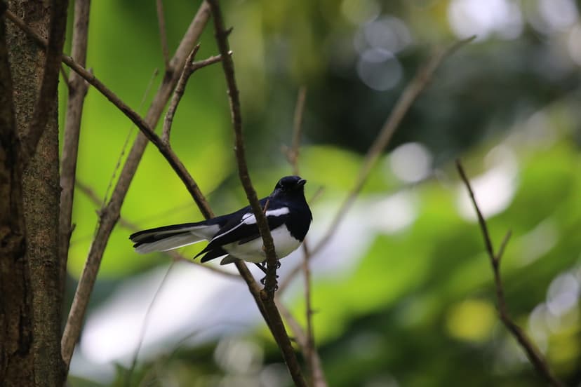 MAGPIE ROBIN | Copsychus saularis- The Oriental Magpie-Robin… | Flickr