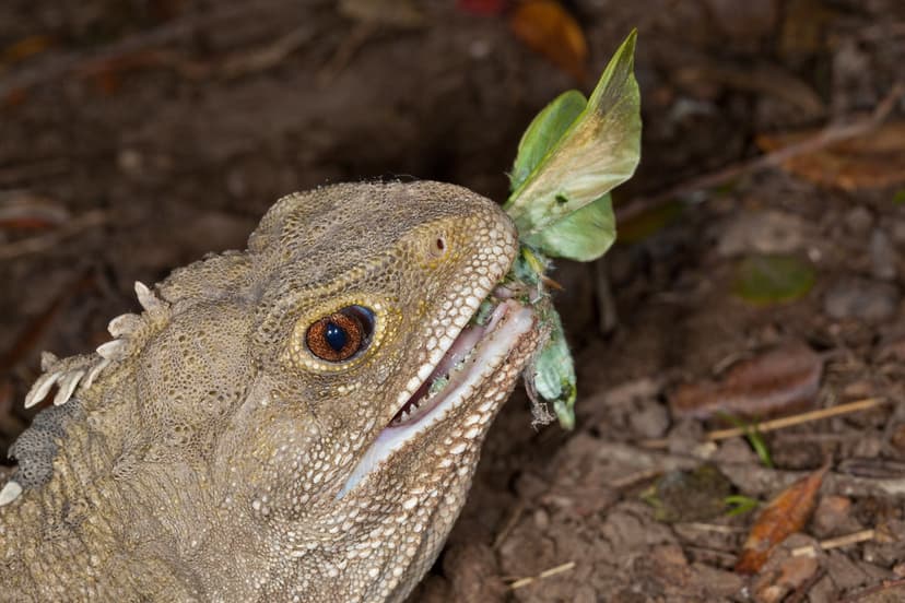 Tuatara (Spenodon punctatus) and Pururi Moth (Aenetus vire… | Flickr