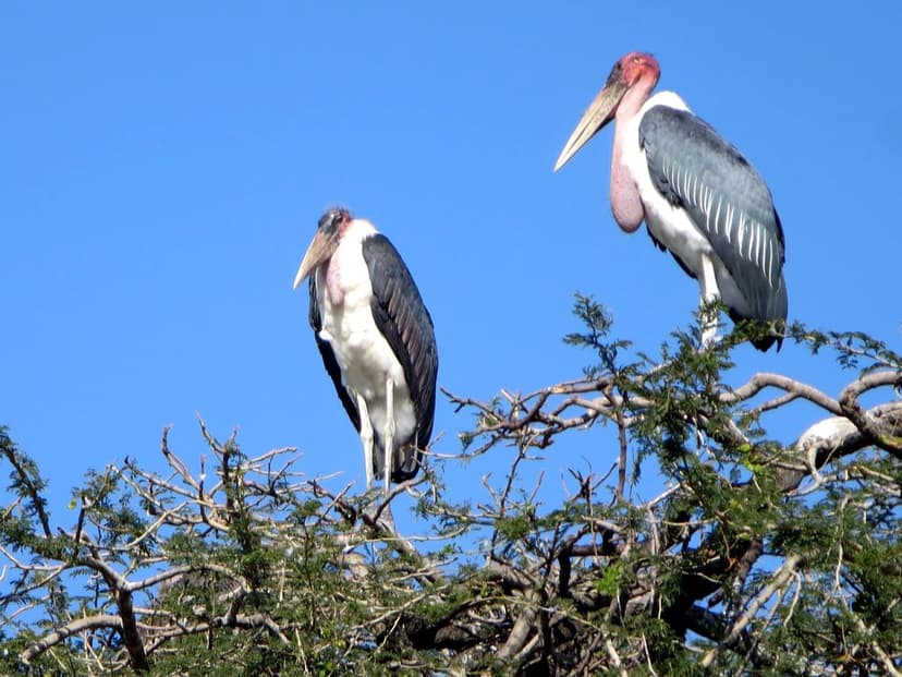 Marabou Storks | Marabou storks perch on the treetops at Amo… | Flickr