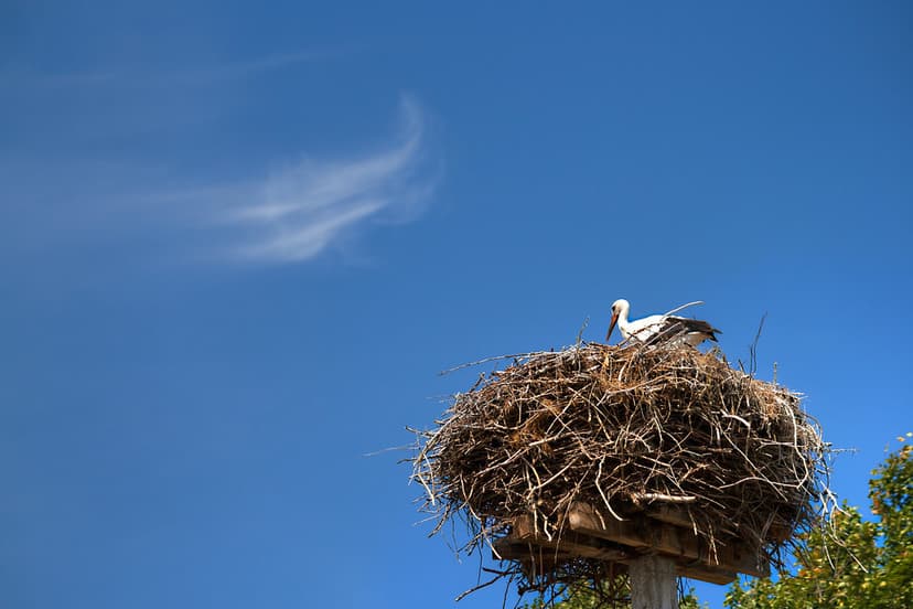 Home Sweet (Summer) Home | The White Stork (Ciconia ciconia)… | Flickr