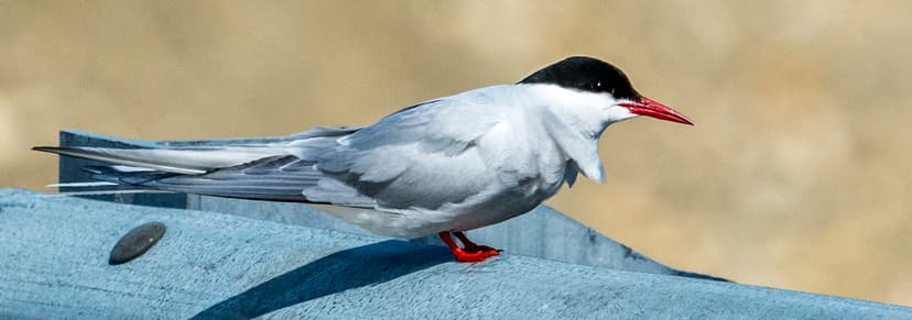 Arctic Tern (Sterna paradisaea) | These birds migrate well o… | Flickr