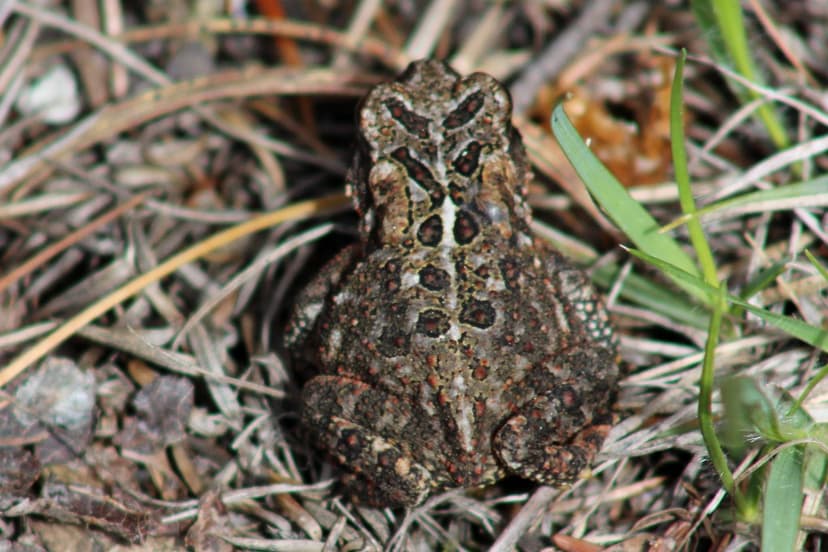 Anaxyrus americanus (American Toad) - juvenile | Juvenile Am… | Flickr