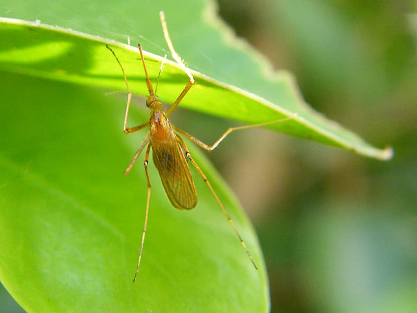 Mosquito (2) | Culicidae. Spectacular and very big (~2 cm le… | Flickr