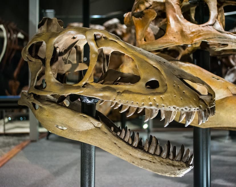 small juvenile T Rex skull - Chomper - Museum of the Rocki… | Flickr