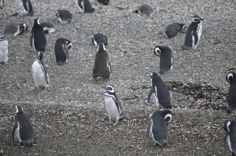 pingüinos | Los pingüinos (familia Spheniscidae, orden Sphen… | Flickr
