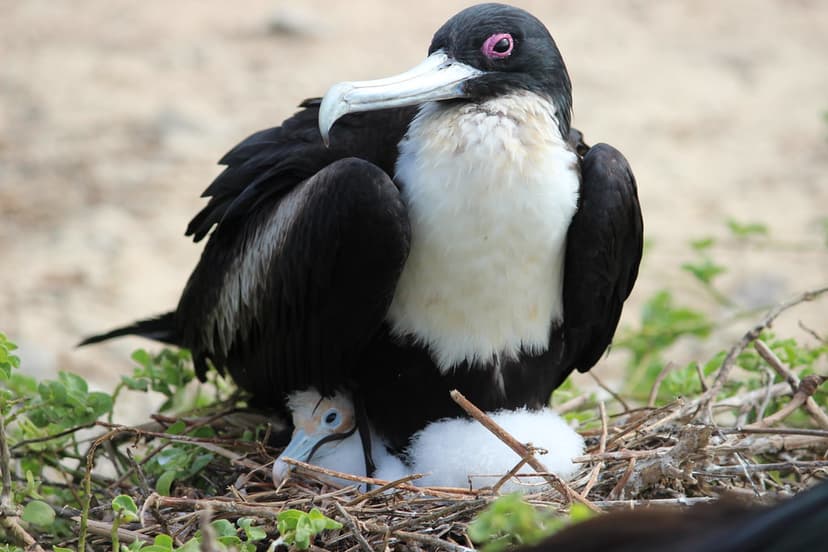 Female Great Frigate Bird and Chick | Another female tending… | Flickr