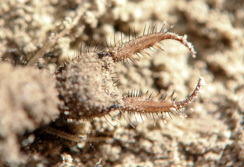Antlion Larva | The antlion larva digs a sandy pit about 2 i… | Flickr