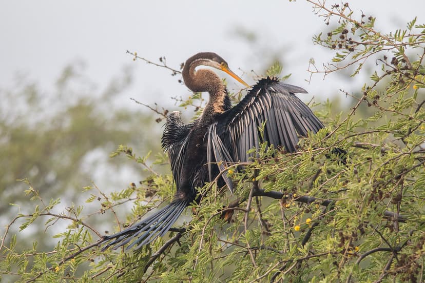Keoladeo National Park (Bharatpur Bird Sanctuary), Orienta… | Flickr