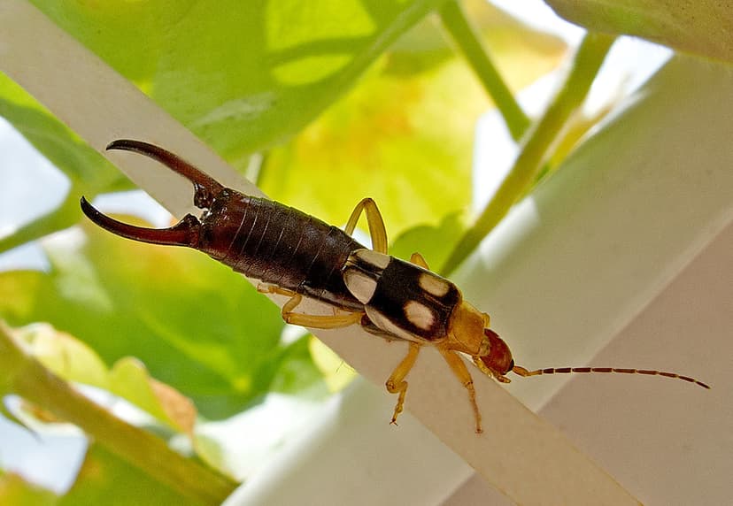 Уховертка Forficula smyrnensis/ Forficula smyrnensis / Ear… | Flickr
