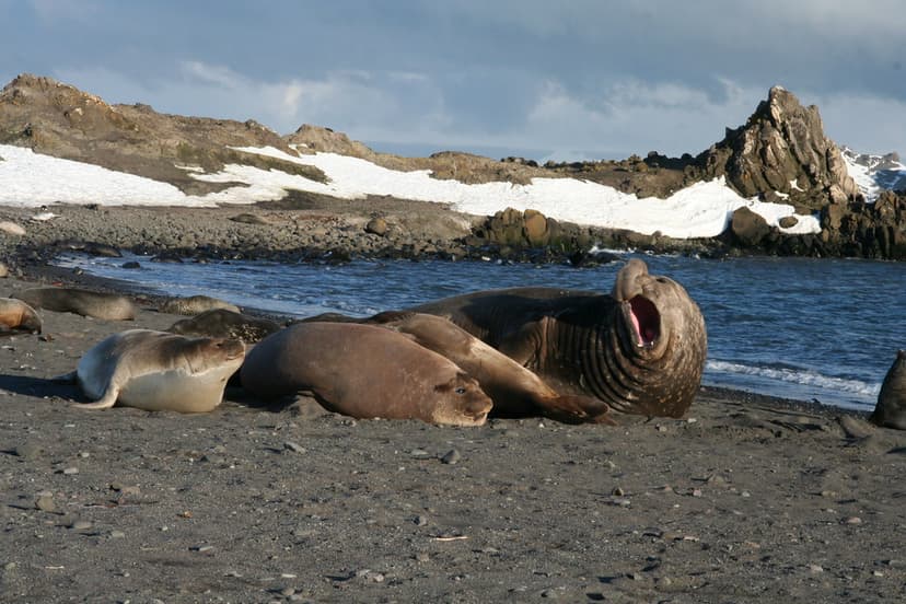 fish8802 | An elephant seal bull with his harem. Image ID: f… | Flickr