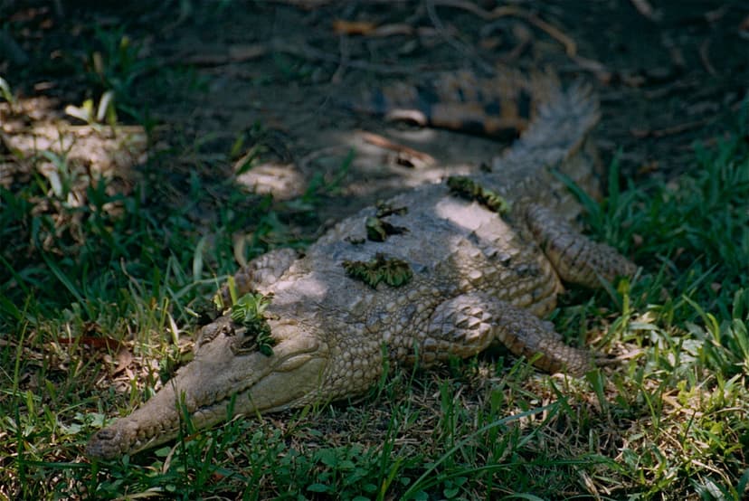 Johnson's Crocodile (Crocodylus johnsoni) | Rainforest Habit… | Flickr