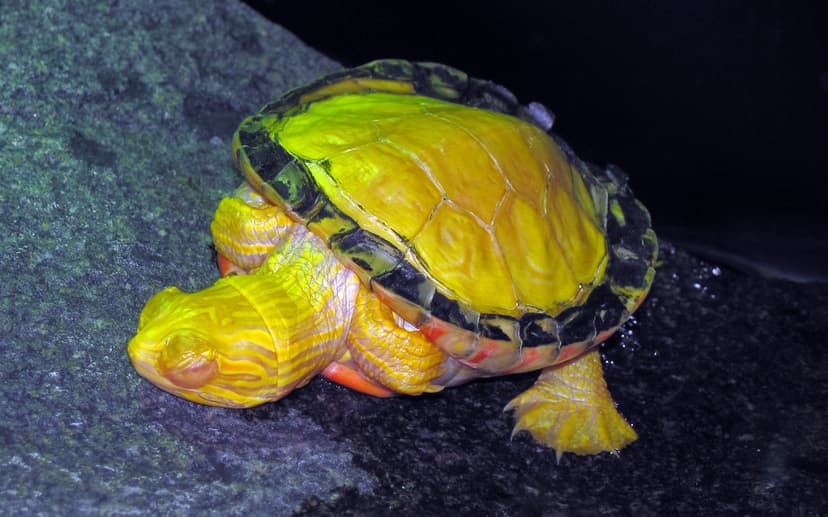 Chrysemys picta (albino painted turtle) 1 | Chrysemys picta … | Flickr