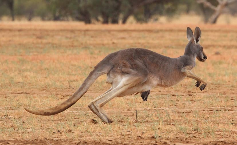 Macropus rufus (Red Kangaroo) - female | Female Red Kangaroo… | Flickr