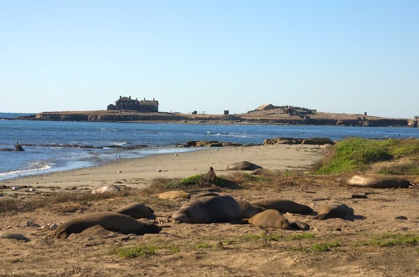 Elephant Seal Harem | Elephant seals are polygynous, and one… | Flickr