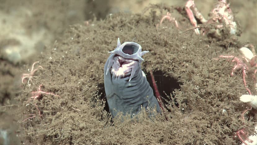expl2939 | A hagfish protruding from a sponge Image ID: expl… | Flickr