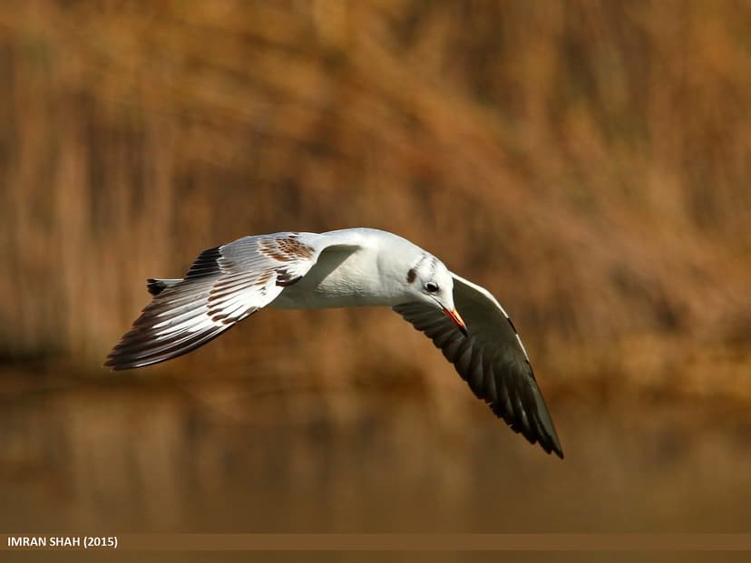 Black-headed Gull (Chroicocephalus ridibundus) | Black-heade… | Flickr