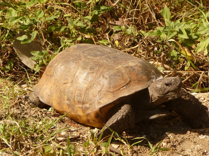 20140502-APHIS-UNK | The gopher tortoise is a candidate spec… | Flickr