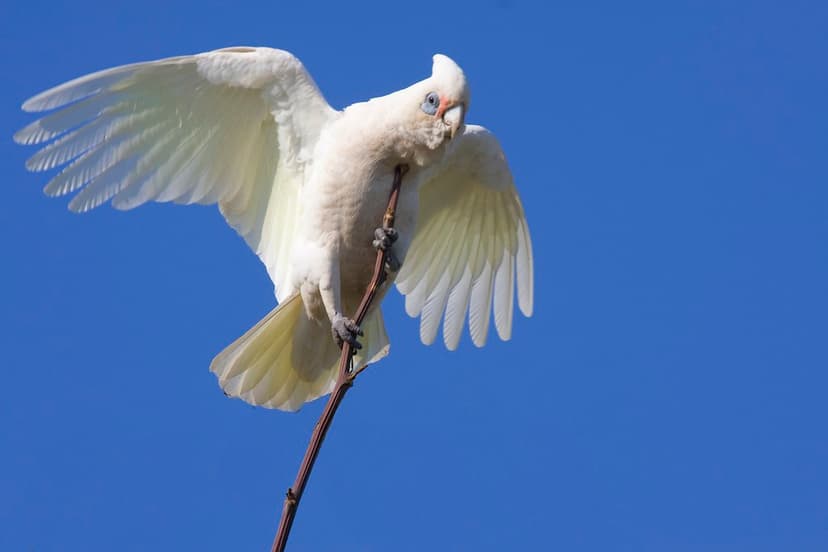 Little Corella (Cacatua sanguinea) | The Little Corella (Bar… | Flickr