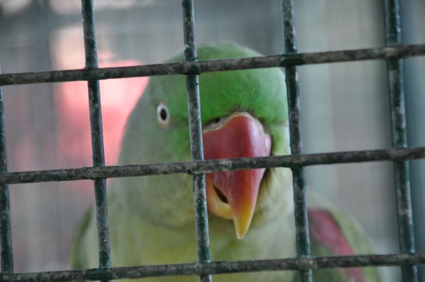 A sad looking Indian Parrot | A sad looking Indian Parrot in… | Flickr