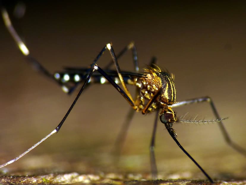 Mosquito, Culicidae | Andreas Kay | Flickr
