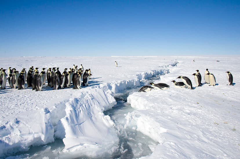 Penguins | Christopher Michel | Flickr