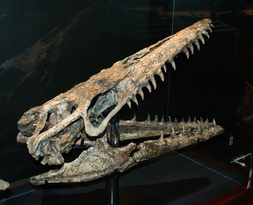 Mosasaurus skull - Museum of the Rockies | Mosasaurus skull … | Flickr