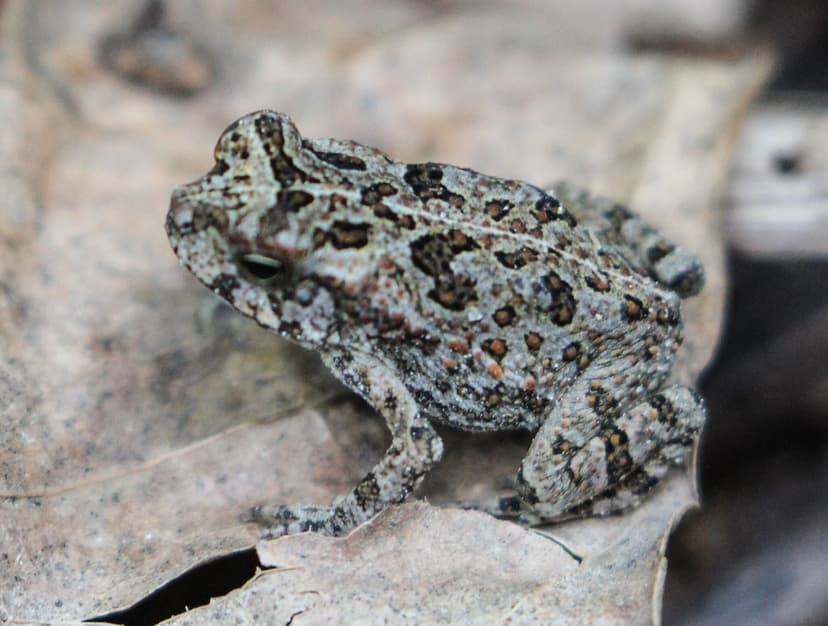Rhinella marina (Cane Toad) - Immature | Young Cane Toad (Rh… | Flickr