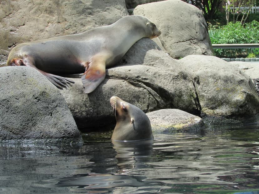 central park zoo | i am the walrus | mayra nagata | Flickr