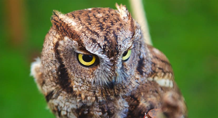 Owl | Owls are birds from the order Strigiformes, which incl… | Flickr