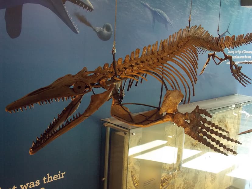 DSCN6557 | Plotosaurus, one of the mosasaur marine lizards. … | Flickr