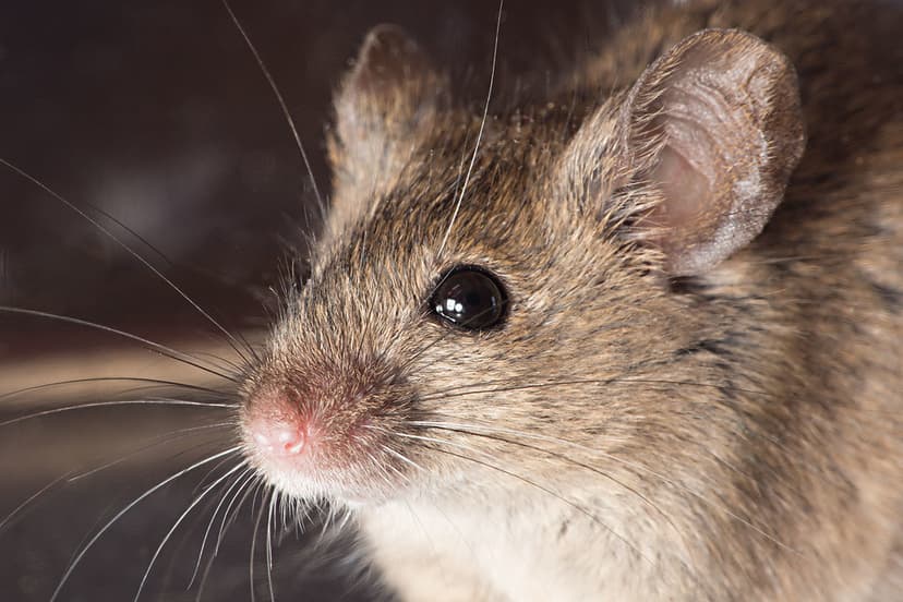 Mus musculus, common house mouse, 130617 | This guy became t… | Flickr