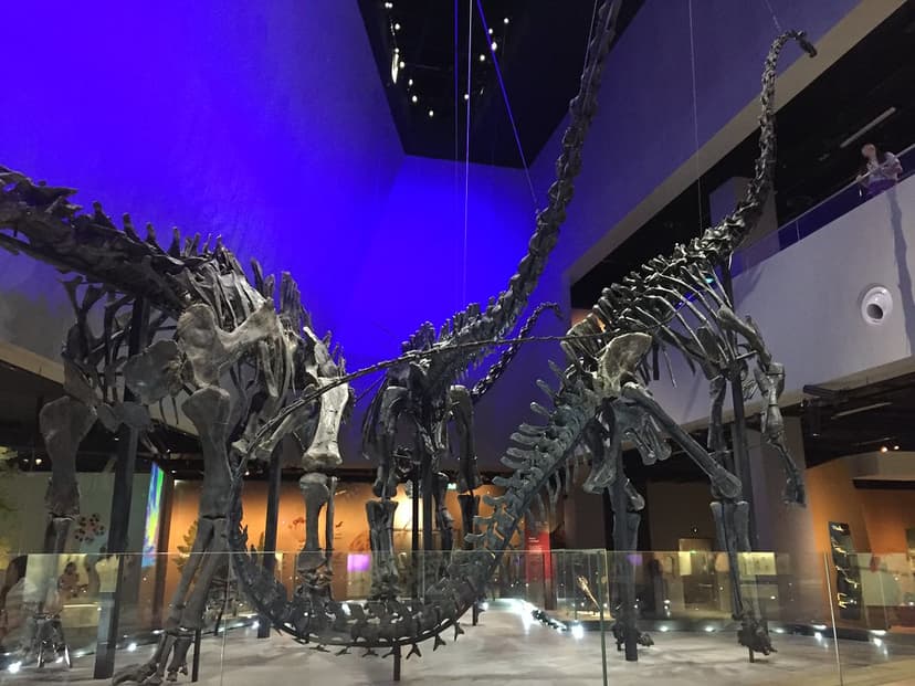 Diplodocid sauropod skeletons, Lee Kong Chian Natural Hist… | Flickr