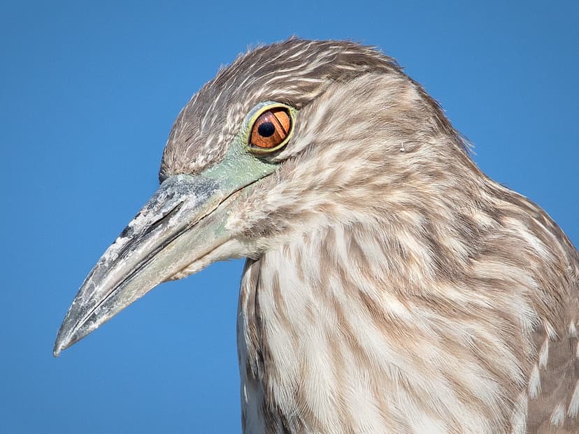 Nictitating Membrane - (Black-Crowned Night Heron • Nyctic… | Flickr