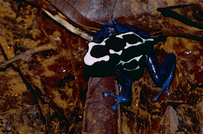 Blue Poison Dart Frog (Dendrobates tinctorius) | Réserve du … | Flickr