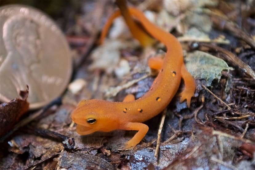 Baby Talk | A young Eastern Red-spotted Newt (Notophthalmus … | Flickr