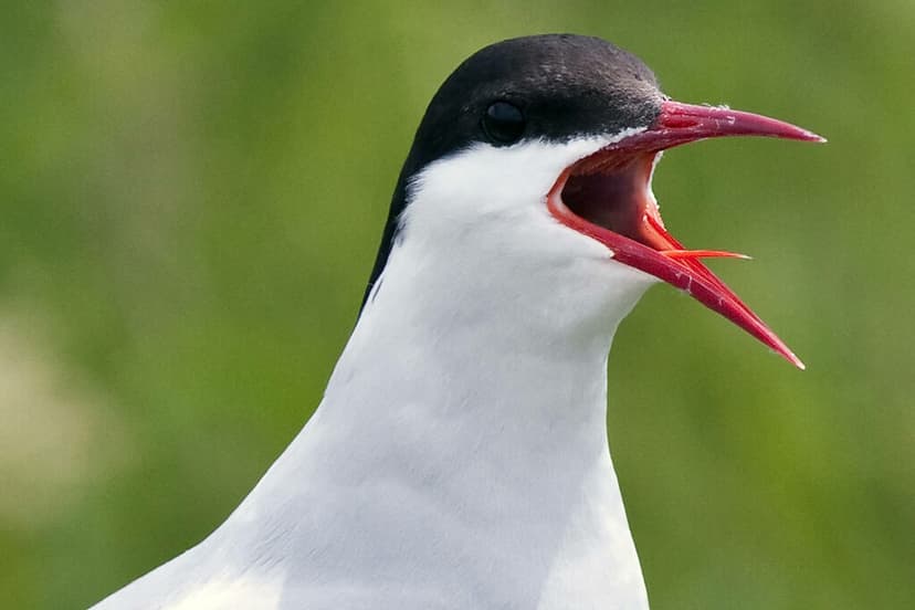 Arctic tern | Petit Manan Island, Maine Coastal Islands Nati… | Flickr
