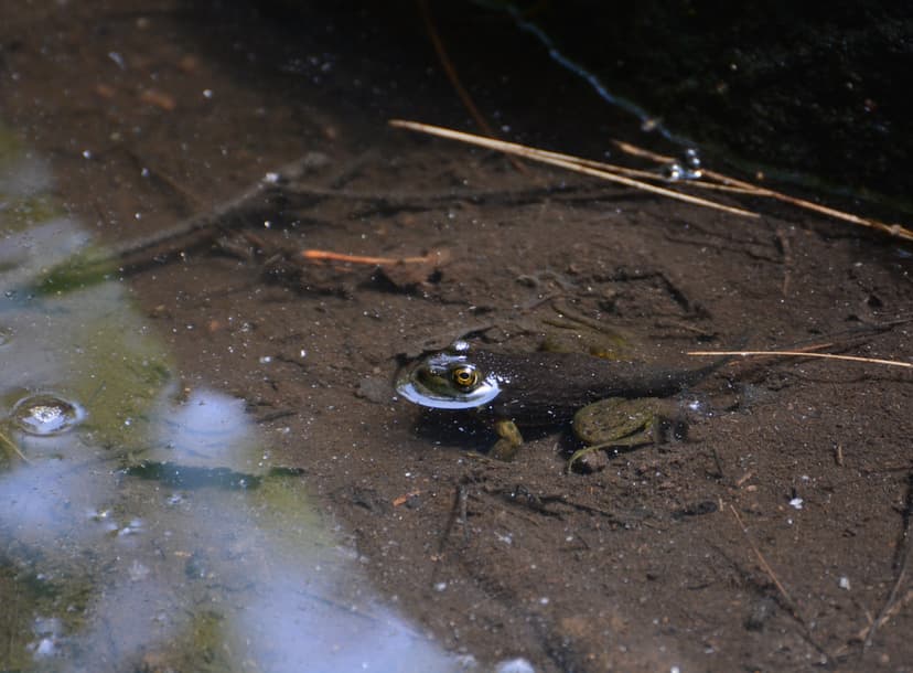 Halfway Between Tadpole and Frog | This pond was full of fro… | Flickr