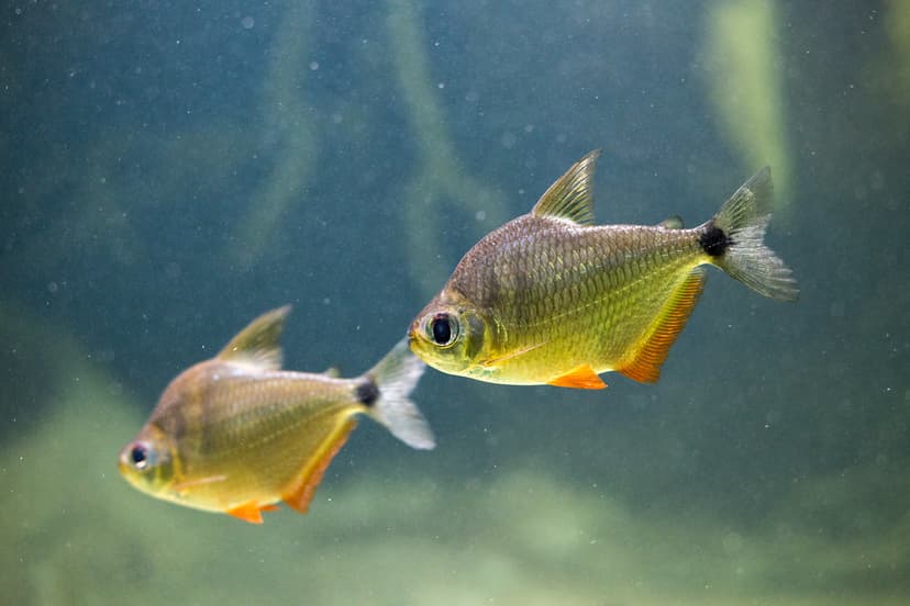 Fishies | I forget what the hell these are, but they're colo… | Flickr