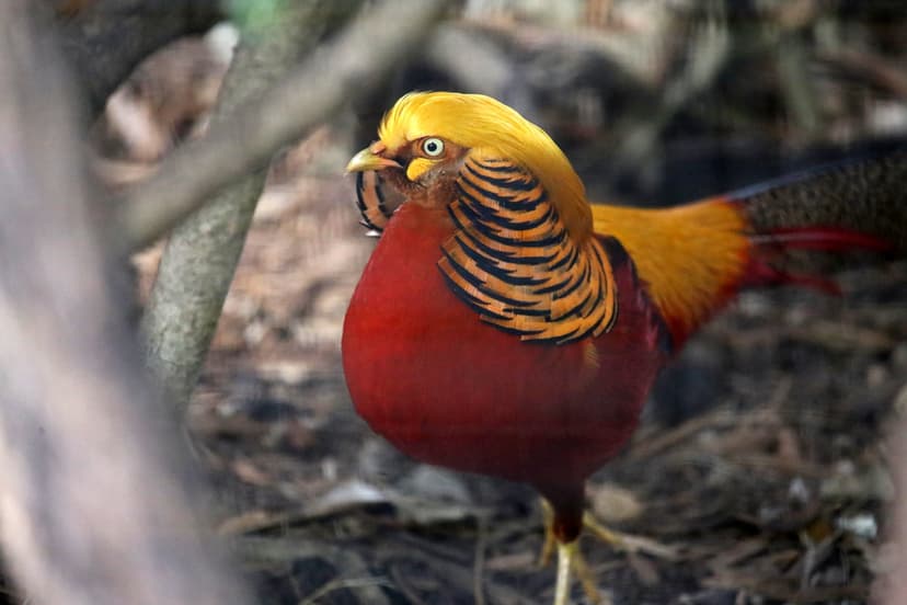 GOLDEN PHEASANT | (Chrysolophus pictus) The Golden Pheasant … | Flickr