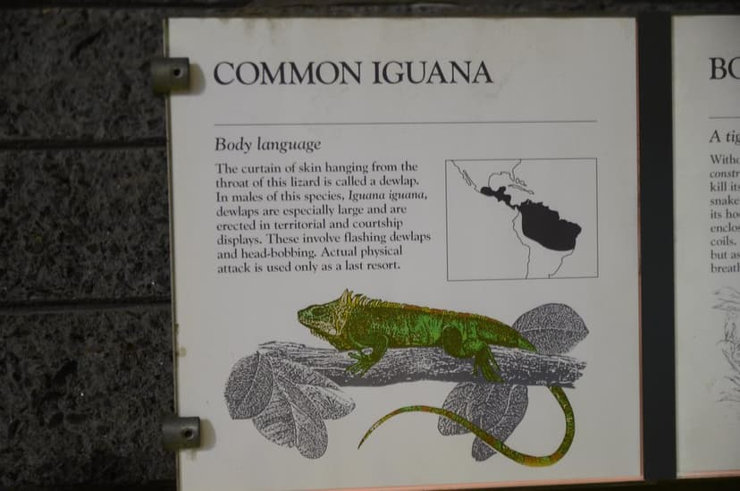 Common iguana sign - Melbourne Zoo | Alpha | Flickr