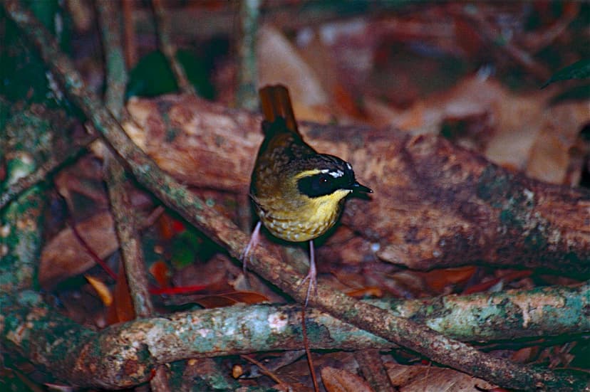 Yellow-throated Scrubwren (Sericornis citreogularis) | Flickr