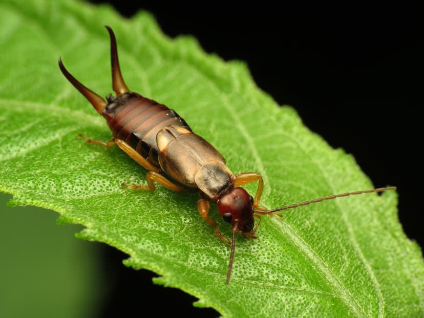 File:European Earwig - Flickr - treegrow.jpg - Wikimedia Commons