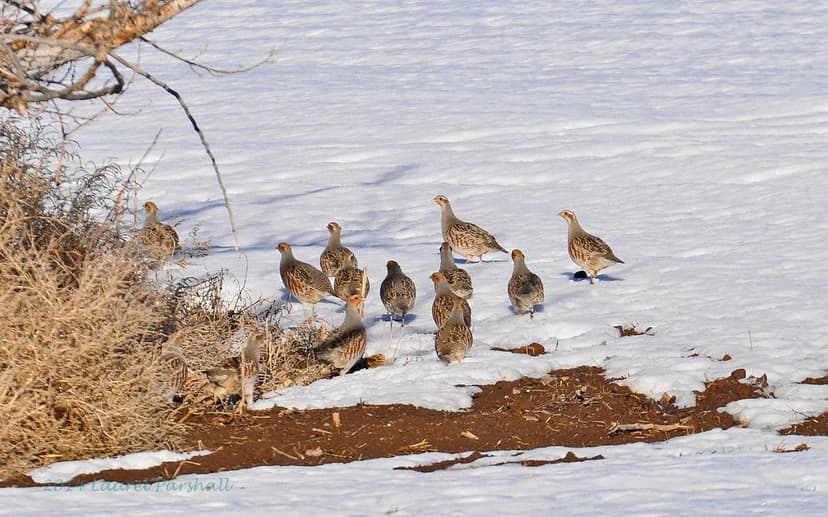 02172014 1004a Gray Partridge - Perdix perdix | Laurel PARSHALL ...