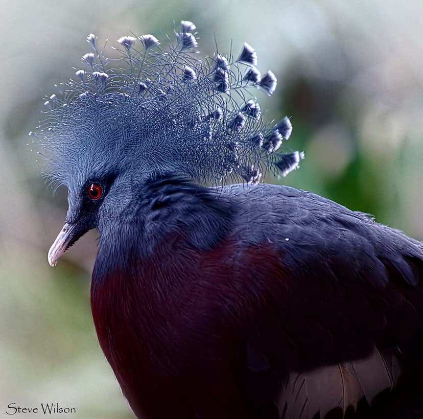Victoria Crowned Pigeon | Victoria crowned pigeon Scientific… | Flickr