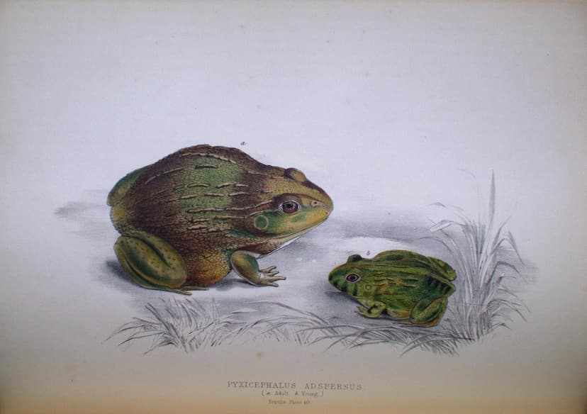 Pyxicephalus Adspersus (a. Adult. b. Young.) | Author: Smith… | Flickr